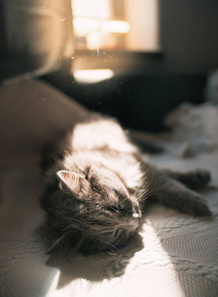 真昼の昼寝中にソファの上の眠そうな猫。雄猫は日光の下で寝る。ソフトフォーカス休息ペット - 写真・画像