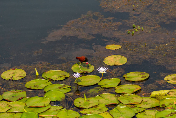 Egy Jacana (jacana jacana) nevű madár, amely királyi győzelmeken sétál Neropolis városában, egy tóban.. - Fotó, kép