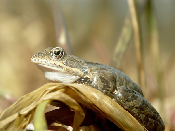 Closeup of frog - Photo, Image