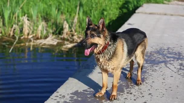 Γερμανικό τσοπανόσκυλο την άνοιξη κάθεται στο γρασίδι κοντά σε ένα μικρό ποτάμι.. - Πλάνα, βίντεο