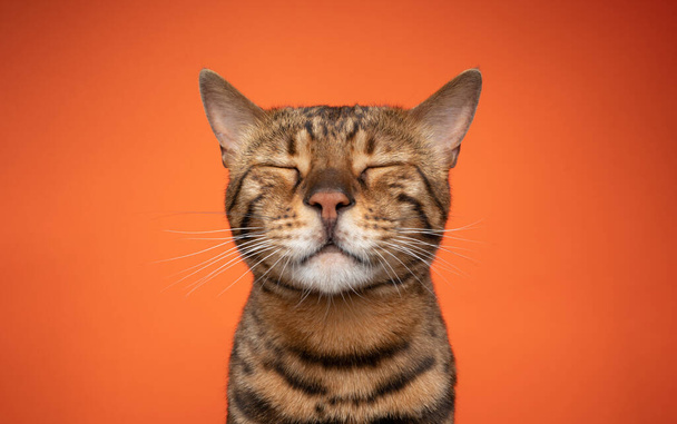 Komik Bengal kedisi dinleniyor ya da meditasyon yapıyor. - Fotoğraf, Görsel