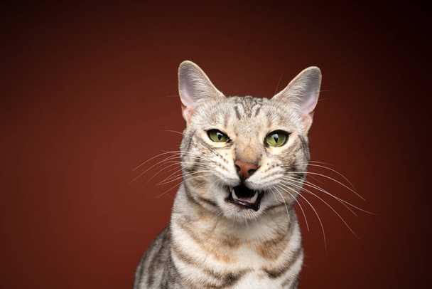 gatto bengala rendendo faccia divertente guardando con rabbia miagolio - Foto, immagini