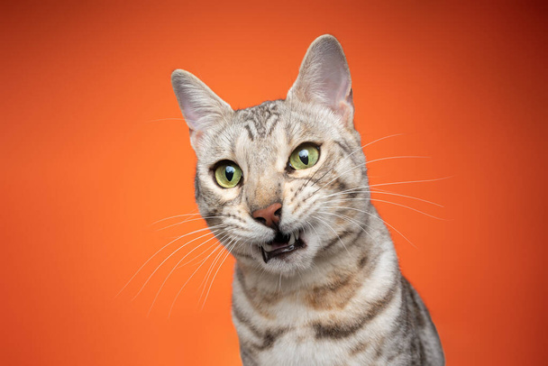 Бенгальский кот выглядит шокированным или удивленным на оранжевом фоне - Фото, изображение
