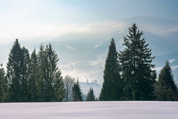 winter landscape with coniferous forest. beautiful nature scenery of carpathian mountains. sunny weather with distant range in haze  - Photo, Image