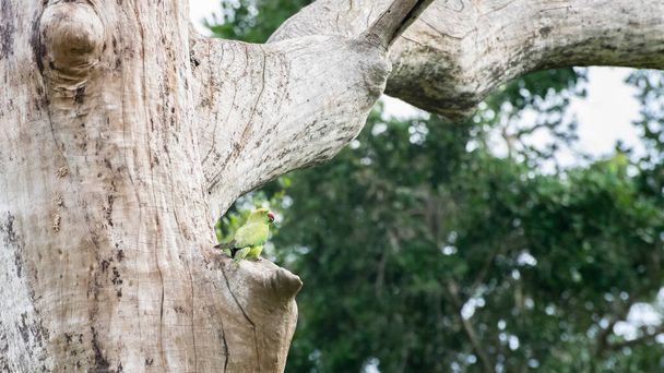 Perruche annelée nichant sur le grand tronc d'arbre. Beauté dans la nature. photographie près du sanctuaire Madunagala à Hambantota. - Photo, image