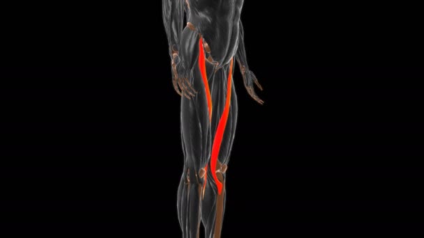 Sartorius izom anatómia orvosi koncepció 3D animáció - Felvétel, videó