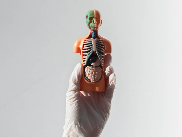 Skinless human body model with inner organs in hand in glove - Φωτογραφία, εικόνα