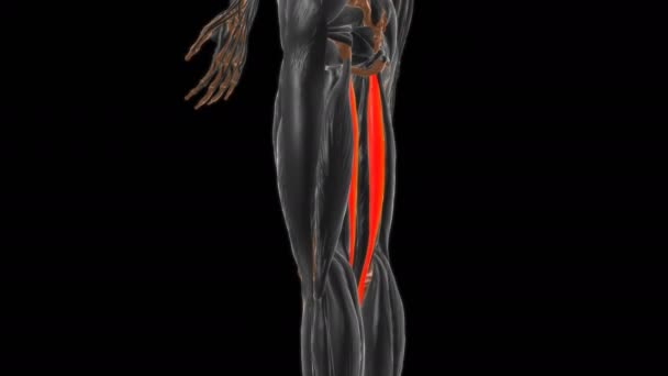 Semitendinosus Muscle Anatomy For Medical Concept 3D animation - Footage, Video