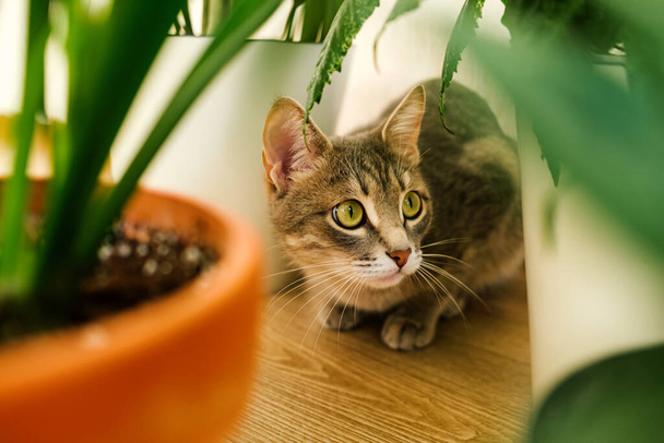 Lähikuva muotokuva harmaa raidallinen kotimainen kissa istuu lattialla ympäri huonekasveja. Kuva eläinklinikoille, sivustoille kissoista, kissanruokaan. - Valokuva, kuva