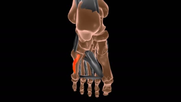 Opponens digiti minimi of foot Muscle Anatomy For Medical Concept 3D animation - Footage, Video