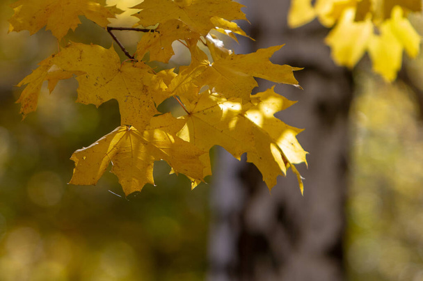 A closeup shot of yellow autumn maple leaves - Zdjęcie, obraz