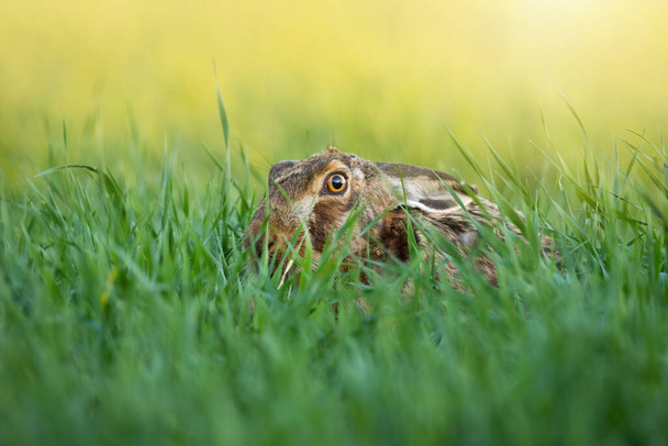 Hnědý zajíc skrývající se v dlouhé trávě v letním slunci - Fotografie, Obrázek