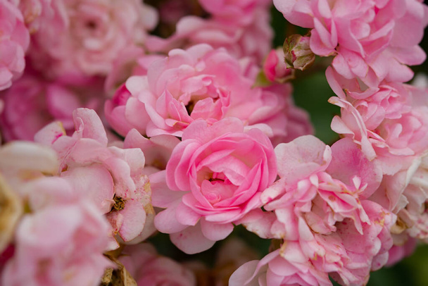 Jemné pastelové růže detailní pohled shora celý rám. Vonící keř růžových růží. Přírodní květinové pozadí. Narozeninové přání, svatba, Valentýn, Den matek. Měkké zaostření, textura mezer okvětní lístky - Fotografie, Obrázek