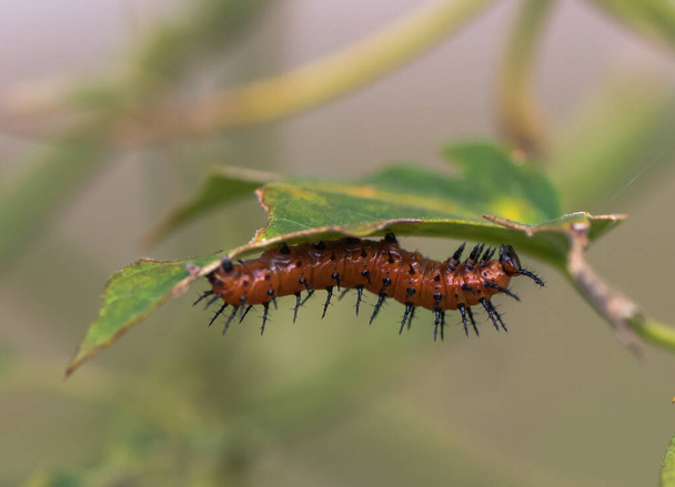 gulf fritillary caterpillar eating leaves - Photo, Image