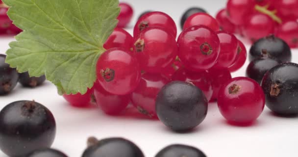 Ripe red and black currant on white background, closeup - Materiaali, video