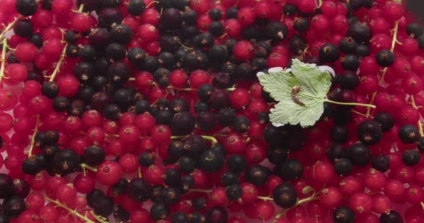 Ripe red and black currant in water, top view - Záběry, video