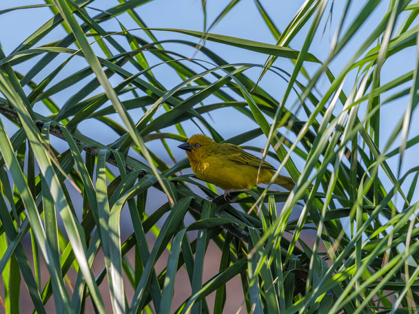 Webervogel, Sperlingvogel im Palmenzweig  - Foto, Bild
