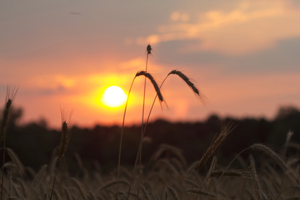 Sunset in the field - Photo, Image