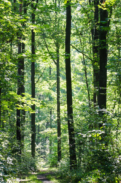 summer forest - Foto, afbeelding