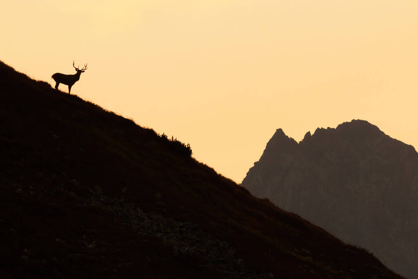Katsaus punaisiin peuroihin seisomassa vuorilla auringonlaskussa - Valokuva, kuva