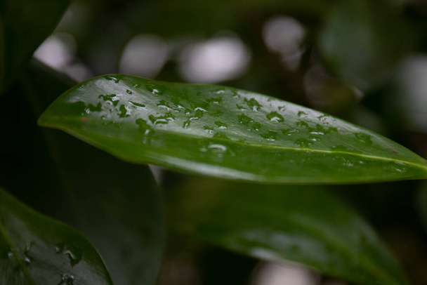 Beleza da Natureza, Chuva cai em Folha Verde Fresca, mostrando detalhes sobre Textura e Padrão - Foto, Imagem