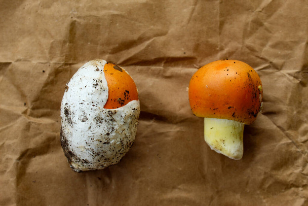 Due funghi di Cesare con e senza guscio bianco su carta marrone. Amanita Cesarea. Funghi di Cesare. - Foto, immagini