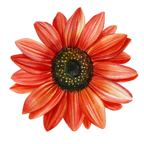 Flower red sunflowers. Watercolor hand drawn illustration. Flora design - Photo, Image