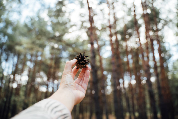 Hand holding pine cone on a blurred forest background. Close to nature concept. Fresh air, mental health healing. Digital detox, unplugged concept. - Foto, Imagem