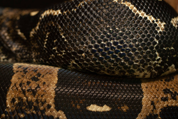 Beautiful colorful texture of a poisonous snake. - Fotoğraf, Görsel