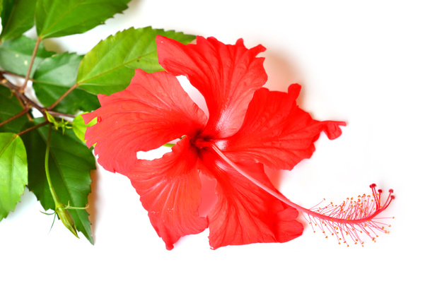 flor de hibisco rojo - Foto, Imagen