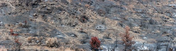 Scorched trees over land covered by ashes. Burned forest landscape panorama after wildfire in rural area in Cyprus - Photo, Image