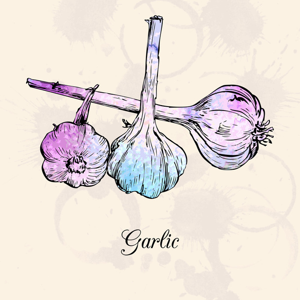 Hand drawn garlic - Вектор,изображение