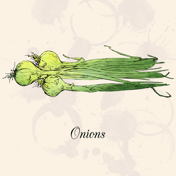 Hand drawn green onions - Vecteur, image