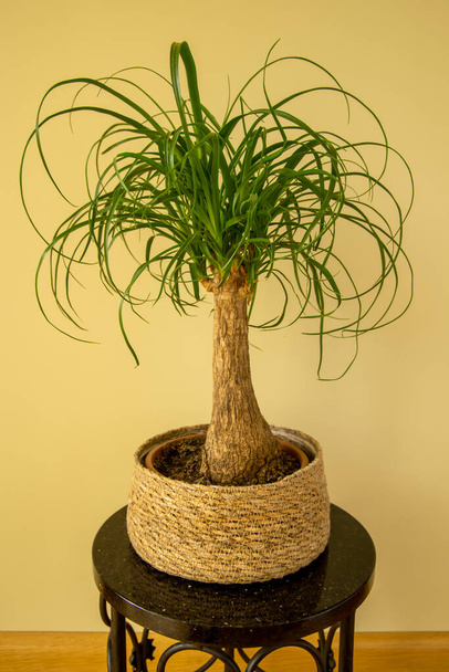 The Beaucarnea Recurvata, also known as Ponytail Palm, or Nolina is a houseplant with a swollen thick brown stem and the long narrow curly, green leaves flow up from this base. - Valokuva, kuva