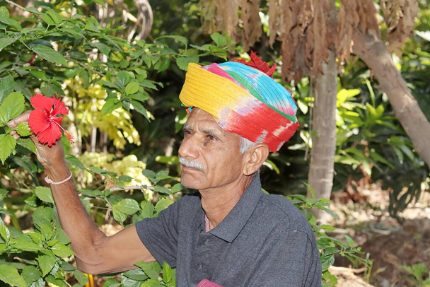 Retrato de cerca Un viejo granjero de origen indio mirando la flor roja de hibisco y un hombre mayor con un turbante colorido atado en la cabeza de acuerdo con la cultura y tradición hindú Rajasthani - Foto, Imagen