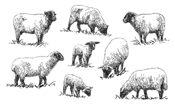 Owce - zbiór ilustracji zwierząt gospodarskich - Wektor, obraz