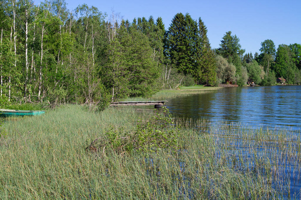 Uma costa pantanosa de um lago florestal com um cais de madeira e um barco contra o fundo de uma floresta e um céu azul sem nuvens. - Foto, Imagem