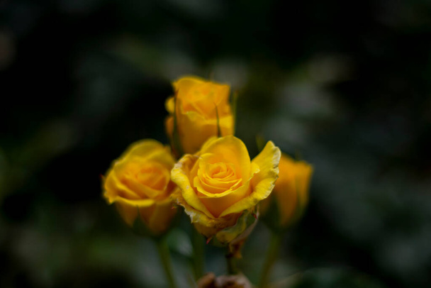 frische gelbe Rosen im Frühling. Blume der Trennung und Sehnsucht. Selektive Fokusblüte - Foto, Bild