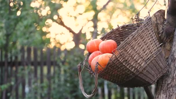 Pumpkins in a basket. An old wicker basket hangs on a tree in the garden. It contains small pumpkins. The background is beautifully blurred. - Footage, Video