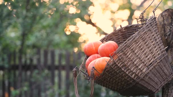 Pumpkins in a basket in nature. An old wicker basket hangs on a tree in the garden. It contains small pumpkins. The man takes a pumpkin from the basket. The background is beautifully blurred. - Footage, Video