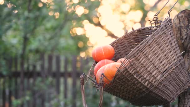 Pumpkins in a basket in nature. An old wicker basket hangs on a tree in the garden. It contains small pumpkins. The man puts the pumpkin in the basket. The background is beautifully blurred. - Footage, Video