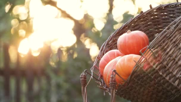 Pumpkins in a basket in nature. An old wicker basket with small pumpkins on a beautifully blurred background. The man puts the pumpkin in the basket. The rays of the setting sun hit the pumpkins.  - Footage, Video