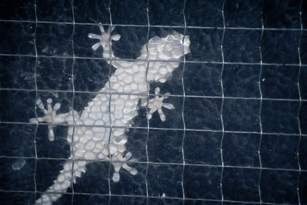 Gecko, στο οπίσθιο φωτισμό - Φωτογραφία, εικόνα