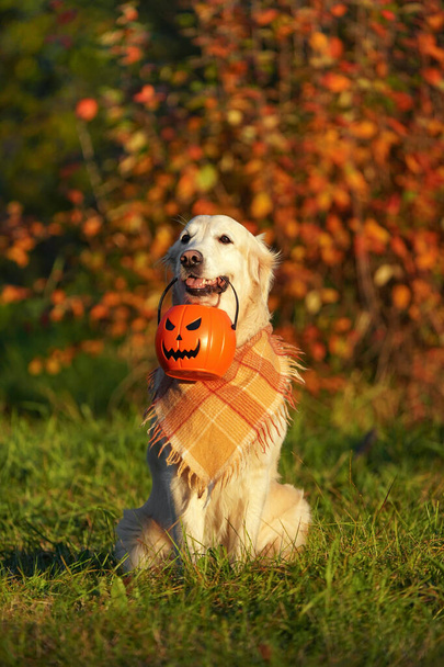 Golden retriever with checkered bandana sits in park and holds halloween bucket - Photo, Image