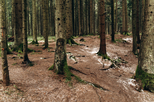 Vista a tutta lunghezza della luce solare nella foresta verde, ora d'autunno. Alberi solitari in piedi nella foresta del silenzio. Foto stock  - Foto, immagini