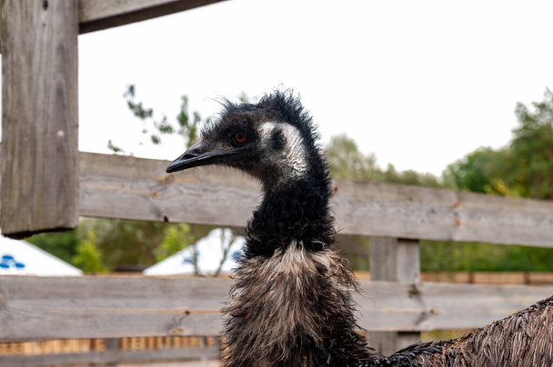 emu struś casuar ogród zoologiczny zdjęcie ogrodzenia - Zdjęcie, obraz