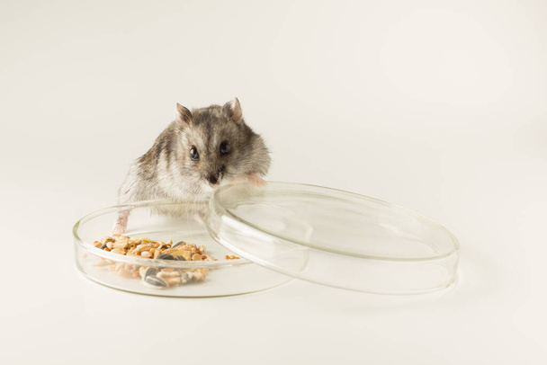 glass scientific bowl with plant seeds for study with a little hamster - Foto, imagen