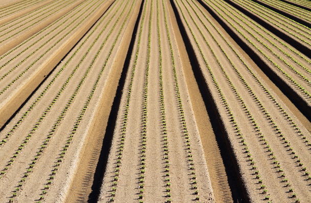 long rows of plants growing in the field - Photo, Image
