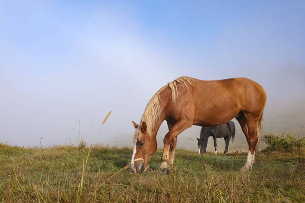 Horses grazing on pasture in misty morning. Lovely domesticated pets - Photo, Image