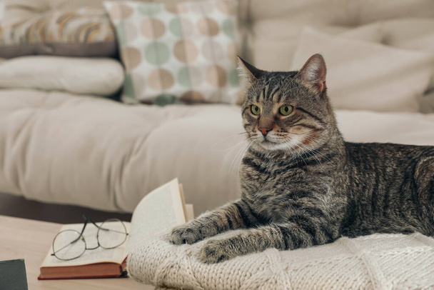 Cute tabby cat on knitted plaid indoors - Фото, зображення